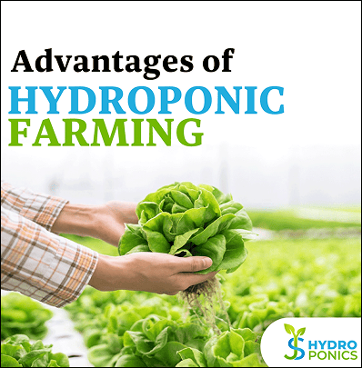 Nurturing Growth Digitally for India's Leading Hydroponics Trainers graphic